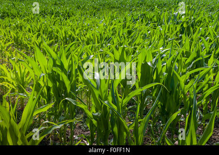 Verde giovane granturco dolce piante che crescono nel campo. Foto Stock