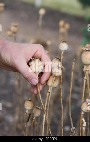 Raccolta a mano essiccato semi di papavero in cialde Foto Stock