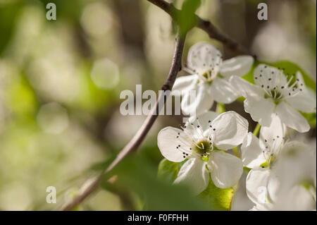 Bradford pear tree in bloom Foto Stock