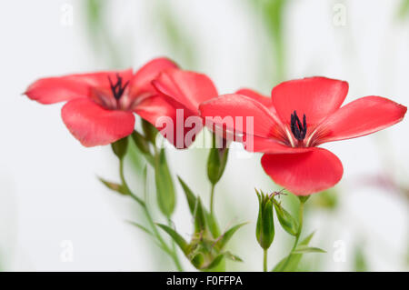 Lino (Linum grandiflorum) fiori su sfondo chiaro, close up shot, messa a fuoco locale Foto Stock