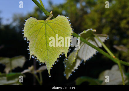 Foglie di uva con la mattina presto gocce di rugiada scintillanti sulle punte delle foglie. Foto Stock