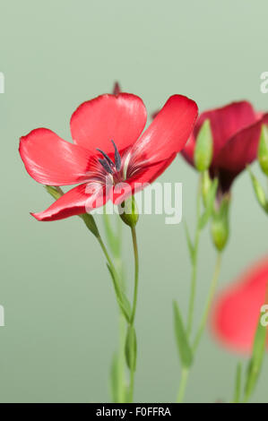 Lino (Linum grandiflorum) fiori su sfondo verde, close up shot, messa a fuoco locale Foto Stock