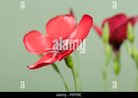 Lino (Linum grandiflorum) fiori su sfondo verde, close up shot, messa a fuoco locale Foto Stock