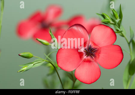 Lino (Linum grandiflorum) fiori su sfondo verde, close up shot, messa a fuoco locale Foto Stock