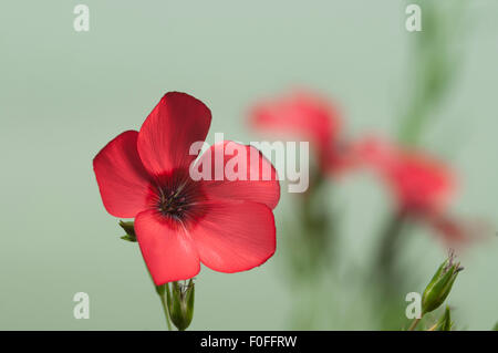 Lino (Linum grandiflorum) fiori su sfondo verde, close up shot, messa a fuoco locale Foto Stock