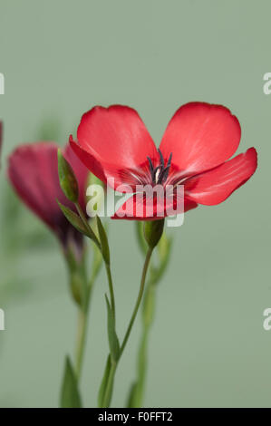 Lino (Linum grandiflorum) fiori su sfondo verde, close up shot, messa a fuoco locale Foto Stock