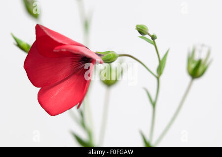 Lino (Linum grandiflorum) fiori su sfondo chiaro, close up shot, messa a fuoco locale Foto Stock