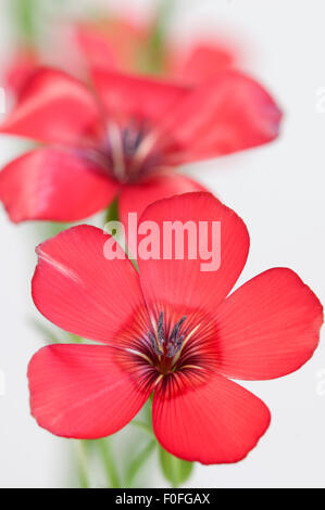 Lino (Linum grandiflorum) le gemme su sfondo chiaro, close up shot, messa a fuoco locale Foto Stock