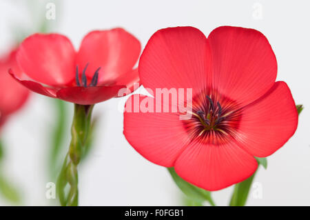 Lino (Linum grandiflorum) fiori su sfondo chiaro, close up shot, messa a fuoco locale Foto Stock