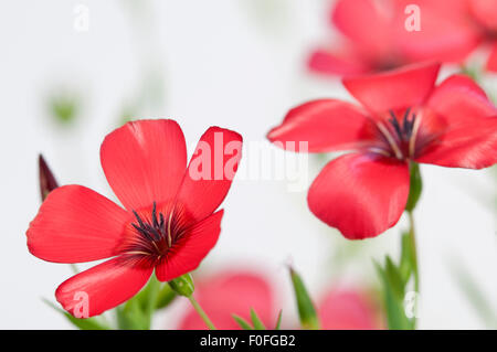 Lino (Linum grandiflorum) fiori su sfondo chiaro, close up shot, messa a fuoco locale Foto Stock