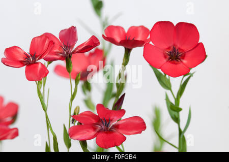 Lino (Linum grandiflorum) fiori su sfondo chiaro, close up shot, messa a fuoco locale Foto Stock