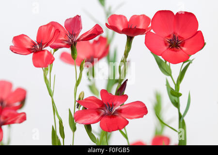 Lino (Linum grandiflorum) fiori su sfondo chiaro, close up shot, messa a fuoco locale Foto Stock