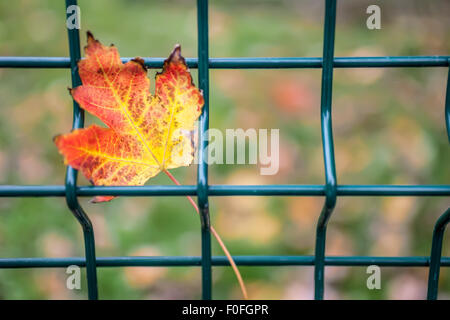 Primo piano di colori d'autunno foglie su un recinto Foto Stock