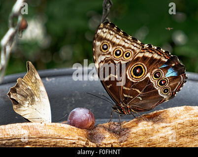 Una perla del nord-eye (Enodia anthedon) scende sulla frutta dolce. Essa appartiene alla spazzola-footed Nymphalidae famiglia. Foto Stock