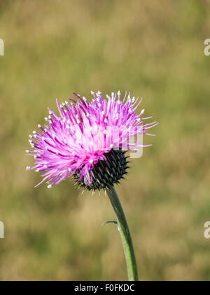 Fiore di cardo in Texas pascolo Foto Stock