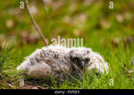 Wild grande cornuto Owlet posa inerme sulla terra dopo la caduta del nido Foto Stock