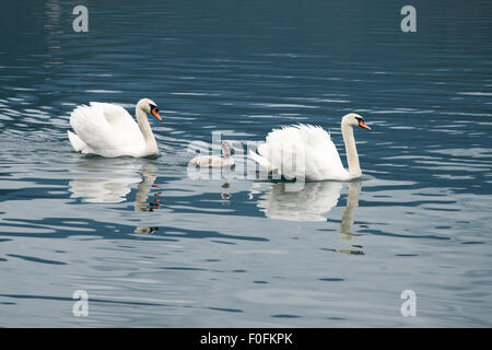Due cigni e una piscina cygnet su un lago Foto Stock