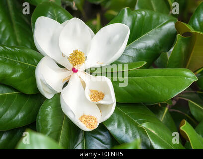 Bianco magnolia meridionale sbocciare fiori circondata dal verde brillante foglie dell'albero Foto Stock