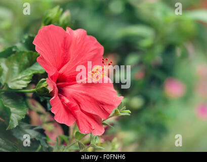 Ibisco rosa fiore in fiore nel giardino Foto Stock