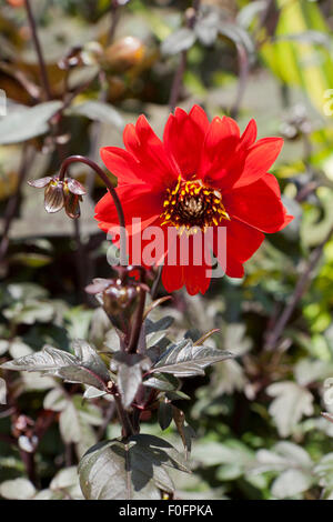 " Il Vescovo di Oxford' Dahlia Foto Stock