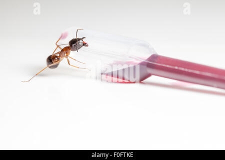 Red formica rufa sedersi su una pipetta di pentecoste salsa cuberdon Foto Stock