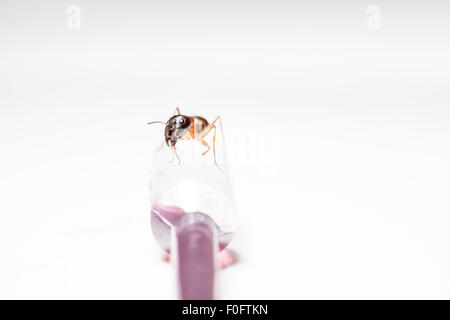Red formica rufa sedersi su una pipetta di pentecoste salsa cuberdon Foto Stock