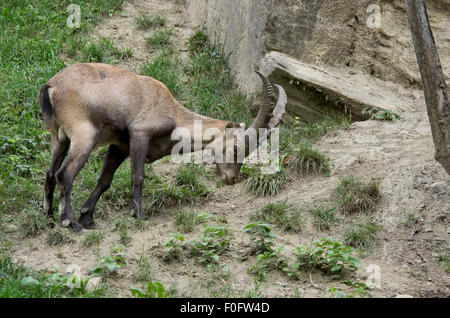 Ibex, italiano ibex, Stambecco delle Alpi, ibex closeup Foto Stock