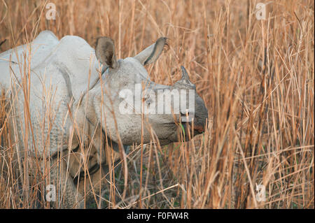La foto è stata scattata nel parco nazionale di Kaziranga in India Foto Stock