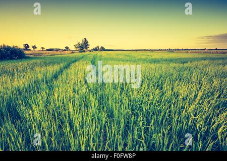 Vintage foto del campo verde paesaggio fotografato in tarda primavera. Polacco campo verde con il vecchio albero con vintage effetto dell'umore. Foto Stock