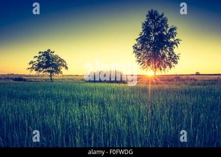 Vintage foto del campo verde paesaggio fotografato in tarda primavera. Polacco campo verde con il vecchio albero con vintage effetto dell'umore. Foto Stock