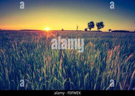 Vintage foto del campo verde paesaggio fotografato in tarda primavera. Polacco campo verde con il vecchio albero con vintage effetto dell'umore. Foto Stock