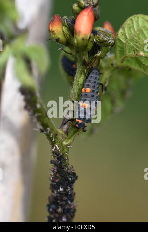 Larva di Ladybird in sette punti, predatore di Coccinella settempunctata con afidi di fagiolo nero su un gambo di fagiolo con germogli di fiori, Berkshire, luglio Foto Stock
