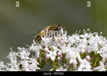 Un drone fly, Eristalis tenax, adulto predator hover-fly avanzamento sul fiore di comune valeriana, berkshire, Luglio Foto Stock