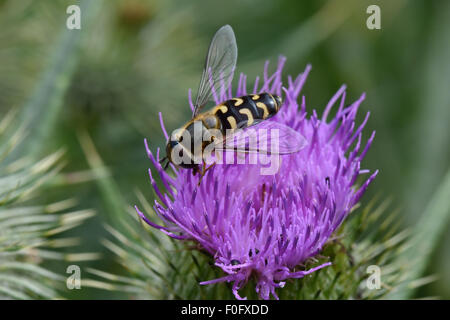 Una mosca a volo d'aria, Scaeva pyrastri, che foreggia sul fiore viola di un cardo di lancia, Cirsium vulgare, Berkshire, luglio Foto Stock