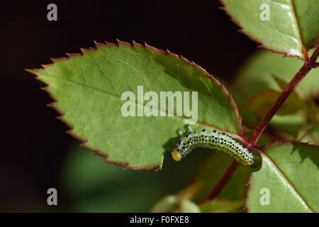 Grandi sawfly di rose, Arge pagana, larva sul danneggiato rose ornamentali foglie in estate, Berkshire, Luglio Foto Stock