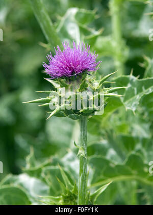 Mariendistel; silybum marianum Foto Stock