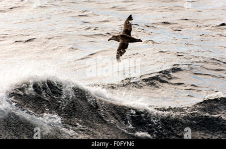 Il gigante del sud petrel o Antartico petrel gigante, fulmar gigante, stinker e stinkpot in volo Oceano Meridionale Foto Stock