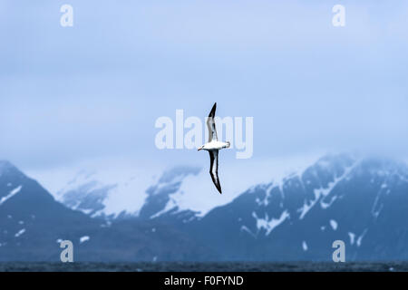 Adulto nero-browed albatross in volo con la montagna in background della Georgia del Sud Foto Stock