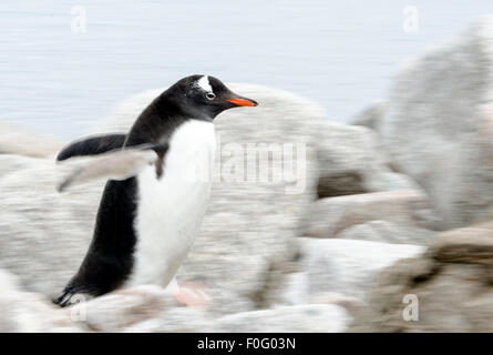 Pinguino Gentoo camminando sulla spiaggia rocciosa Neko Harbour Penisola Antartica Antartide Foto Stock