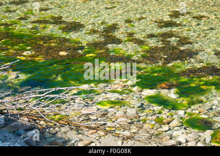 Green River di fanerogame nel fiume in Bindal Nel Nordland, Norvegia su una soleggiata giornata estiva. Foto Stock