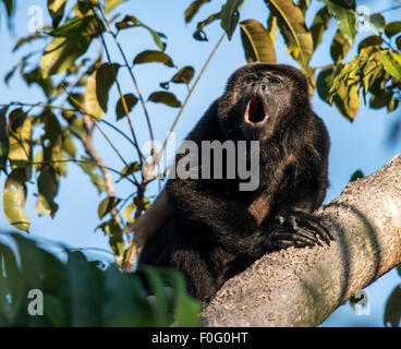 Adulto mantled scimmia urlatrice ululati su albero Monteverde Costa Rica Foto Stock
