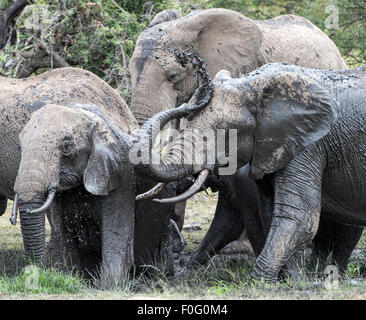 Gli elefanti africani di prendere un bagno di fango Mara Naboisho conservancy Kenya Africa Foto Stock