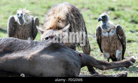 Macchiati o ridere iena alimentazione su una carcassa con gli avvoltoi in background Riserva Nazionale di Masai Mara Kenya Africa Foto Stock