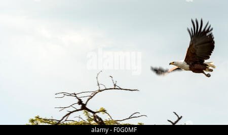 African fish eagle in volo Mara Naboisho conservancy Kenya Africa Foto Stock