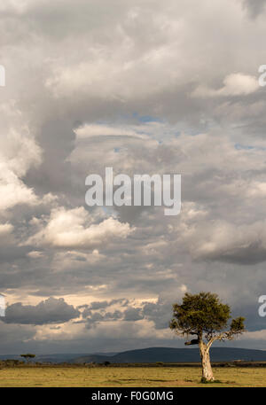 Cielo tempestoso e albero Mara Naboisho Conservancy Kenya Africa Foto Stock