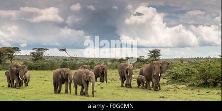 Branco di elefanti africani a piedi Mara Naboisho conservancy Kenya Africa Foto Stock