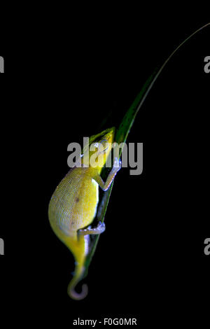 A breve dal naso a chameleon abbarbicato su una foglia di notte del Madagascar Foto Stock