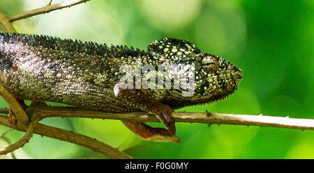 Oustalet o gigante malgascio chameleon su albero del Madagascar Foto Stock