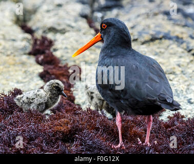 Adulto oystercatcher variabile con pulcini Dusky Sound Nuova Zelanda Foto Stock