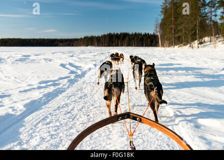 Cani da slitta sulla neve con alberi forestali in background Lapponia svedese Svezia Scandinavia Foto Stock
